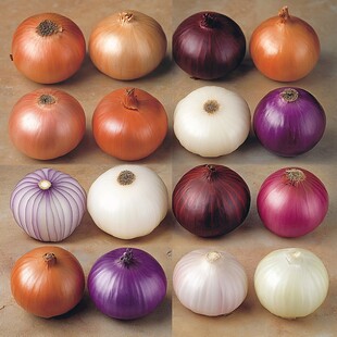 多样色彩洋葱展示