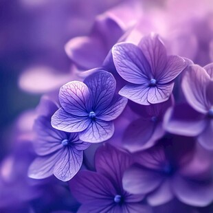 梦幻紫绣球花特写