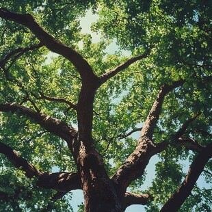 仰望繁茂大树的葱郁树冠