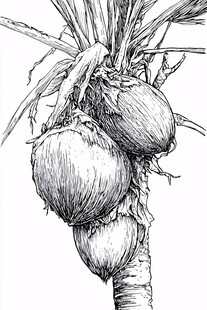 椰子树手绘 成熟椰子挂枝头