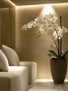 优雅室内的精致白兰花艺