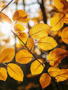 秋日阳光下的金黄树叶