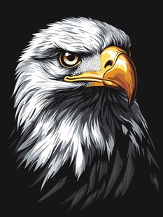 威严白头鹰头部特写