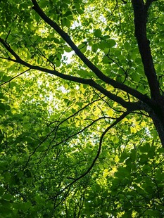 阳光洒落的翠绿繁茂树林