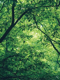 茂密绿意盎然的繁茂树林