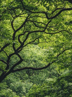 枝繁叶茂的绿意森林景象