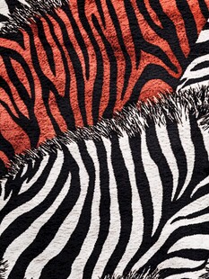 斑马与老虎的纹理特写