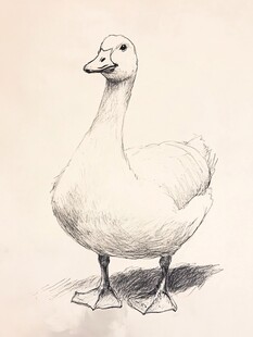 素描白鹅