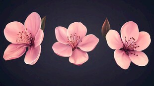 三朵粉嫩樱花插画展示