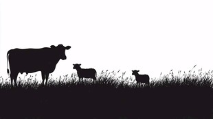 牛与小牛的田园剪影