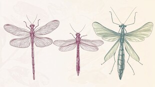 三只色彩各异的复古风蜻蜓