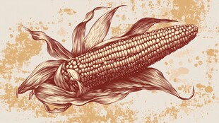 复古风手绘玉米插画