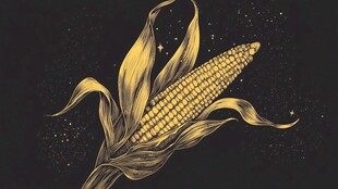 金色玉米插画 尽显自然之美