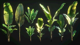 多样芭蕉叶植物素材展示