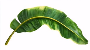 弯曲的绿色香蕉叶