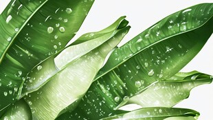 带水珠的翠绿植物叶片