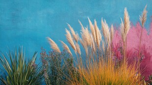 多彩植物在蓝粉背景下绽放