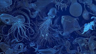 梦幻深海水母群插画