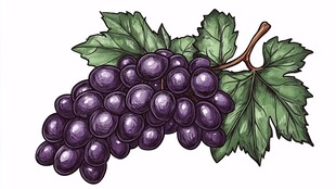 紫葡萄与绿叶插画