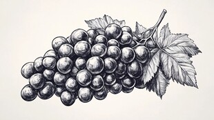 手绘葡萄串 简约黑白风格