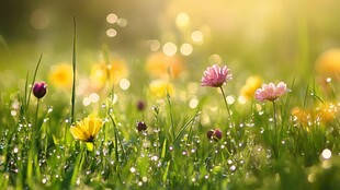 阳光下的露珠野花美景