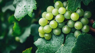 青葡萄挂叶间 清新欲滴