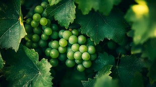 青葡萄藏于绿叶间