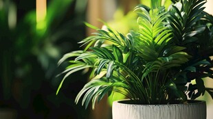 室内绿植 清新雅致的盆栽