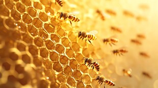 蜂巢上忙碌的蜜蜂群像