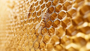 蜂巢上的忙碌蜜蜂