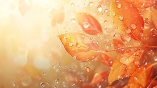 秋日带露红叶唯美景象