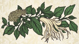 人参植株插画