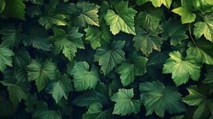 翠绿繁茂的叶片植物景观