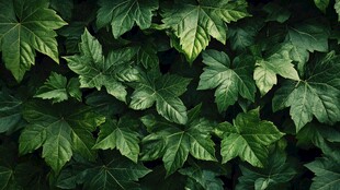 翠绿繁茂的常春藤叶片
