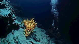 海底珊瑚与潜水者奇幻景象