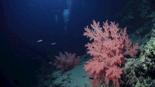 深海中绚丽的粉红色珊瑚