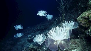 深海中的梦幻白色海葵