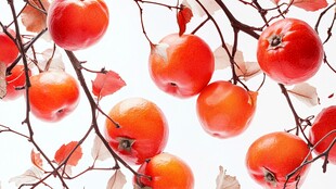 枝头红柿 尽显秋之韵味