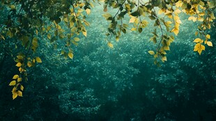 绿荫葱茏间的自然诗意