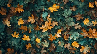 秋景落叶 色彩斑斓的诗意