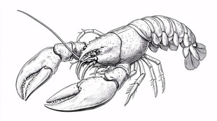 手绘小龙虾插画