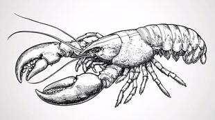 手绘大龙虾特写