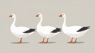 三只白鹅排排站