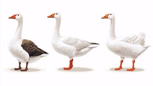 三只白鹅站立姿态展示