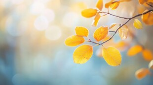 秋日枝头黄叶的柔美景致