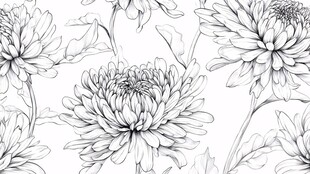 黑白菊花花卉线条图案