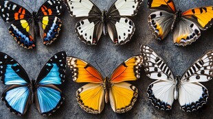 多彩蝴蝶静态美丽展示