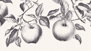 黑白手绘苹果枝叶图案