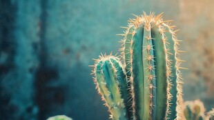 阳光下的挺拔仙人掌