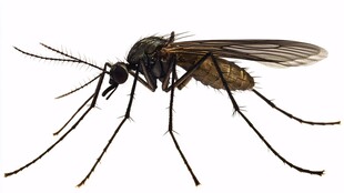 黑色长腿蚊虫特写